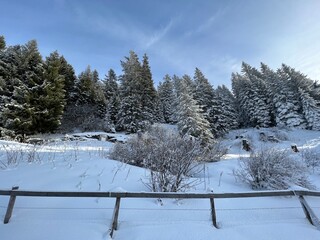 Picturesque canopies of alpine trees in a typical winter atmosphere after the winter snowfall above the tourist resorts of Valbella and Lenzerheide in the Swiss Alps - Canton of Grisons, Switzerland