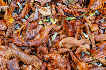 Orange leaves texture closeup. Autumn fall yellow foliage background.