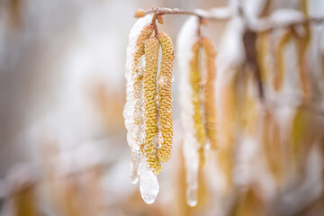 Snowfall in spring. Young male catkins of Corylus avellana, Common hazel on the branches of tree near Female flower. - obrazy, fototapety, plakaty