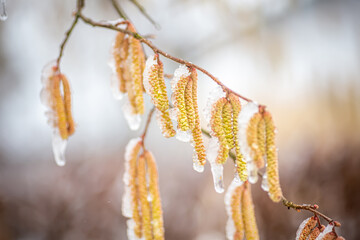 Snowfall in spring. Young male catkins of Corylus avellana, Common hazel on the branches of tree near Female flower.