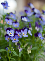 Fototapeta premium close-up of violas on garden in street of Winthrop, Washington State, USA - close-up on front violas