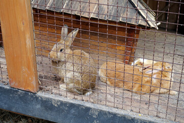 Obraz premium Nice rabbits in the cage