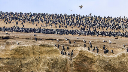 Magdalena Island, Punta Arenas, Chile
