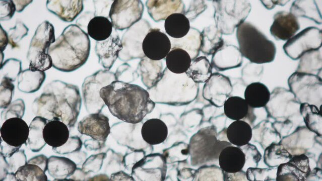 Eggs of microorganisms in anticipation of suitable conditions for the start of embryo development. View under microscope. Thin layer of quartz sand