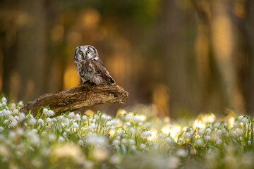 The boreal owl (Aegolius funereus) the small Owl comes alive in the spruce and fir forests. Spring Snowflake (Leucojum vernum) is a flowering plant in the spring forest. Beautiful carpet.