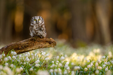The boreal owl (Aegolius funereus) the small Owl comes alive in the spruce and fir forests. Spring...