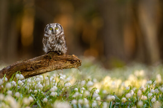 The boreal owl (Aegolius funereus) the small Owl comes alive in the spruce and fir forests. Spring Snowflake (Leucojum vernum) is a flowering plant in the spring forest. Beautiful carpet.