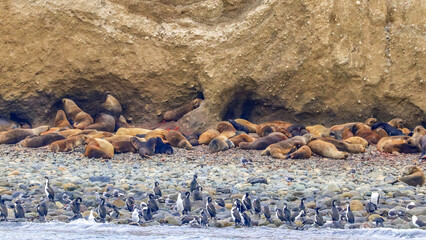 Fototapeta premium Magdalena Island, Punta Arenas, Chile