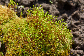 Moss (lat. Bryophyta) in spring on a garden plot.