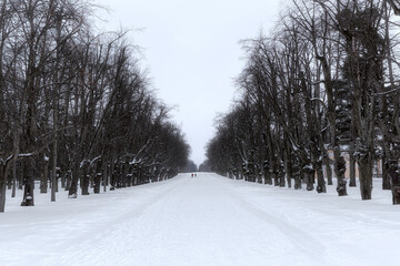 Linden alley in Pavlovsky park in winter. A lonely couple walks through a snow-covered park.