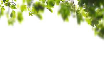 Natural green leaves frame background png form 