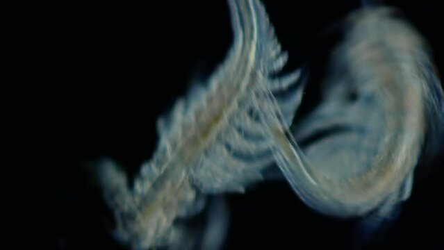Panspermia. Life Traveling In Space