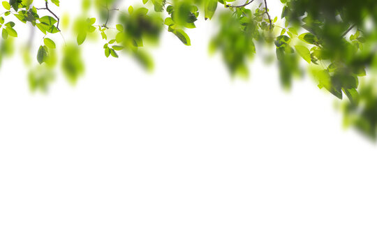 Natural Green Leaves Frame Background Png Form 