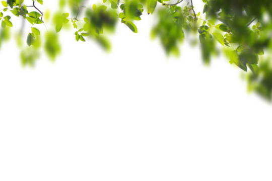 Natural green leaves frame background png form 