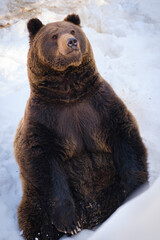 brown bear in the forest in germany