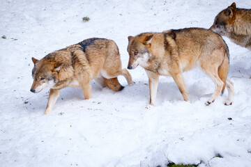 wolf in Srni run in Czech Republic