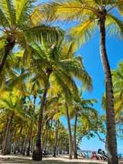 Fototapeta premium palm tree on the beach