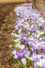 Naklejka premium Spring in Friuli 