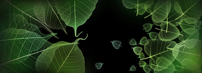 leaves skeletons with veins and cells on black background
