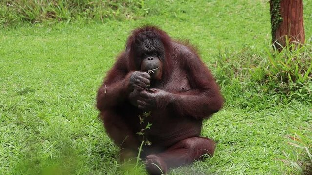 Orangutan Sumatra or Pongo abelii or Pongo pygmaeus enjoying eating grass in a grassy field.