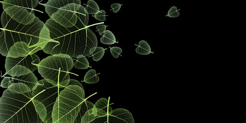 leaves skeletons with veins and cells on black background