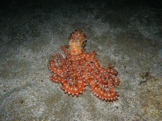 Atlantic white-spotted octopus from Cyprus  © Sakis Lazarides