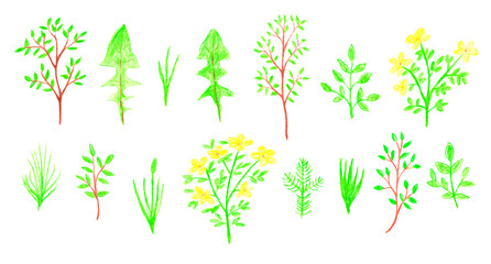 Set of spring plants and flowers hand drawn with colored pencils on white background