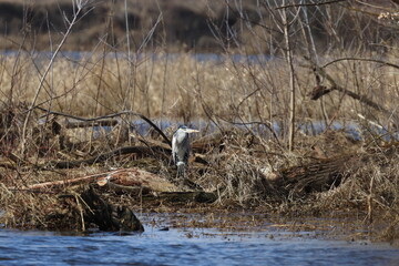 Obraz premium great heron ardea cinerea