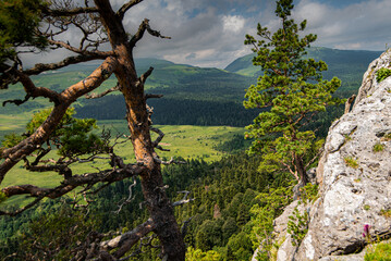 old dry tree on a high mountain cloudy weather green spring forest