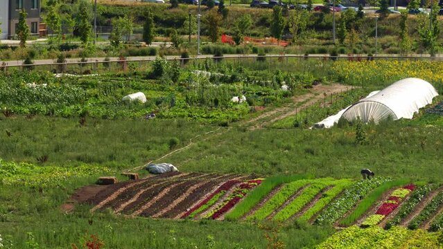 Urban guerrilla gardening aerial view. Community gardening or urban foraging and urban homesteading hobby and leisure. Innovative food sustainability and community empowerment farming in urban spaces