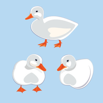 White duck isolated on blue. Vector illustration.