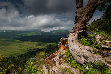 old dry tree on a high mountain cloudy weather green spring forest