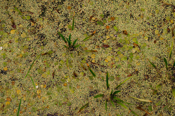 Duckweed Lemna minor and other aquatic plants in a pond