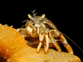 Hermit crab Pagurus bernhardus from Norway 