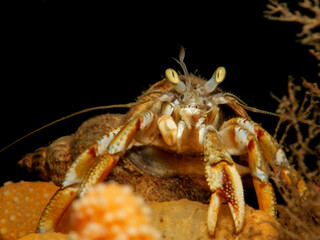 Hermit crab Pagurus bernhardus from Norway 