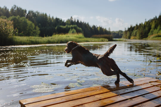 dog chocolate labrador retriever jumps into lake from pier, pet in flight over water. waterfowl animal dives and has fun in nature. relax and walk with hound in park. happy host and nursling