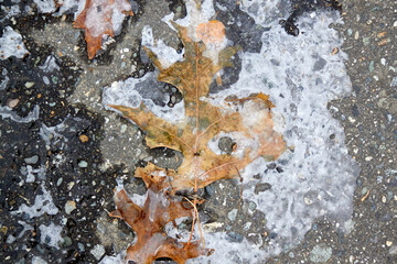 Decomposing Leaf in Ice and Pavement