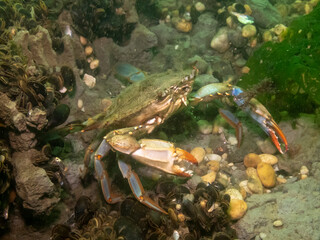 Atlantic Blue Crab