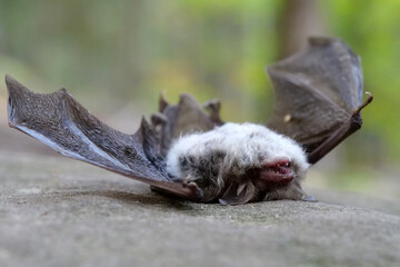 Dead bat lies on its back on a stone in the forest