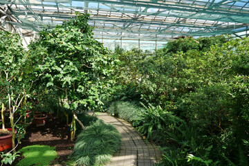 Protection and safe of rare plant species. Green plants grows in hothouse