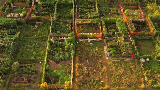 Urban garden care by community patrons, family farming and small gardens for food growing in the city near homes. Growing vegetables and family agriculture in urban area. Aerial view.