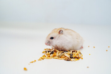 A small white with red Dzungar hamster eats seeds on a white table. 