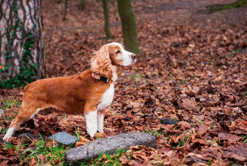 A dog of the English cocker spaniel breed stands against the background of blurred trees in the...