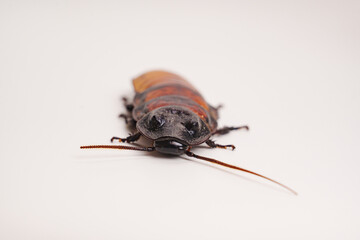 a large hissing Madagascar cockroach on a white surface.