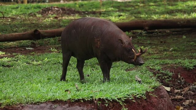 A close-up of a babirusa reveals its unique features, including curved tusks, rough skin, and expressive eyes, highlighting its distinct and intriguing appearance.