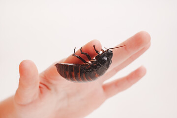 a large hissing Madagascar cockroach in children's hands