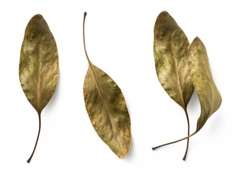 set / collection of shiny green golden dry Protea leaves, digital props for flatlays, isolated design elements, top view