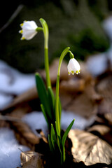 Beautiful snowdrop flowers blooming in the forest. Early spring.