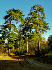 Yellow sandy path that leads to green pine trees illuminated by the bright sun