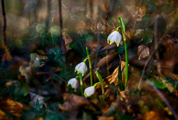 Obraz premium Beautiful snowdrop flowers blooming in the forest. Early spring.